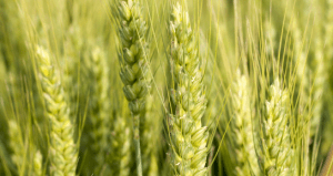 New wheat variety suited to early sowing | Crop Smart | Agricultural ...