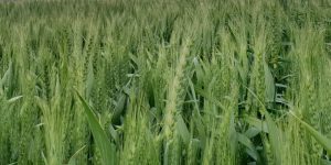 Hay v Grain - Where to get the best return Crop Smart September 2018